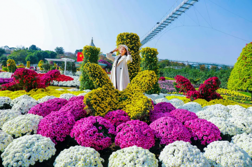 “登高望远,采菊悠然” 成都漫花庄园第五届菊花节缤纷进行时