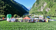 雪山白菜庆丰收 农旅融合促振兴